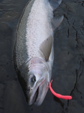 Steelhead 1 (285x380).jpg